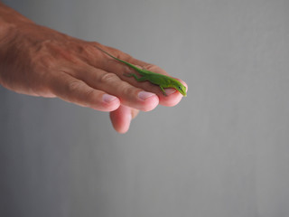 A green lizard sits on a man’s hand.