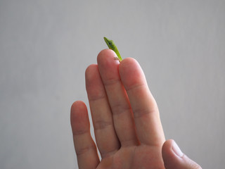 A green lizard sits on a man’s hand.