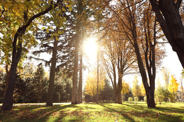 Beautiful autumn park with green lawn on sunny day