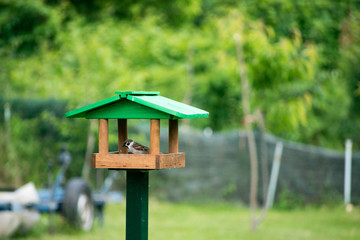 birdhouse with sparrow in the park