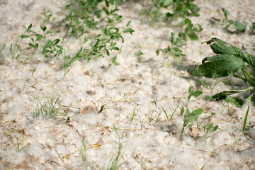 field covered with poplar flowers which looks like snow