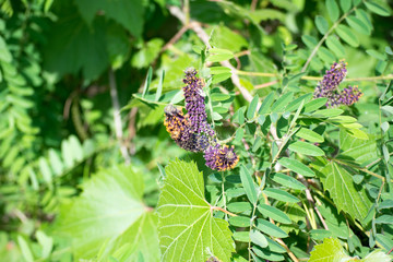  seed flowers on plant