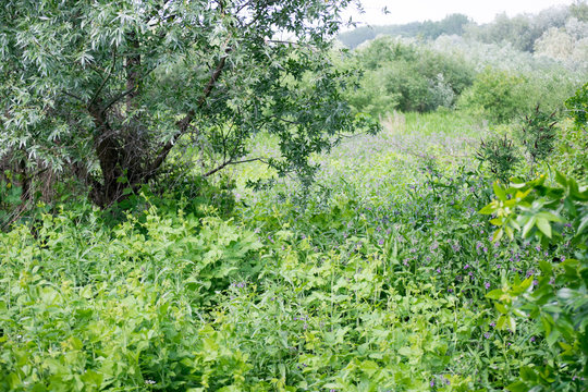 green grass and trees