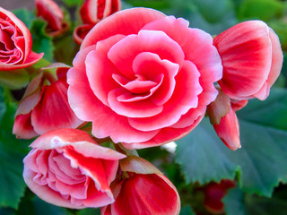 Macro photography of begonia flowers, captured at a flower fair in the colonial town of Villa de Leyva, in the central Andean mountains of Colombia.