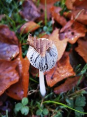 mushrooms with a leaf cap