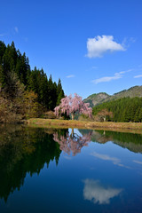 湖面に映る満開の枝垂れ桜