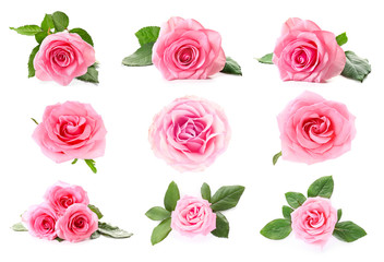 Collage with beautiful rose flowers on white background