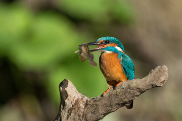 Eisvogel