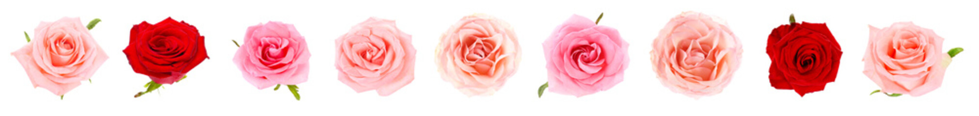 Collage with beautiful rose flowers on white background