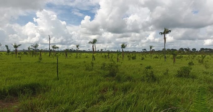 Agricultural Land with Grassy Soil, some Dead Trees and Palm Trees Growing in Pando, Bolivia