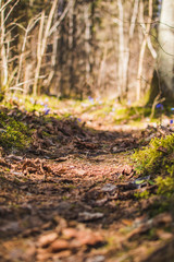 autumn in the forest