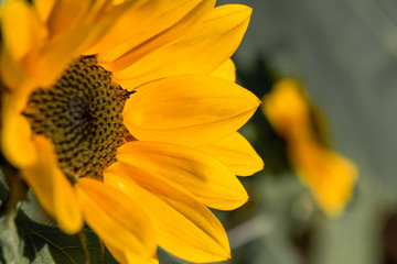 Detalhe de um girassol perfeito