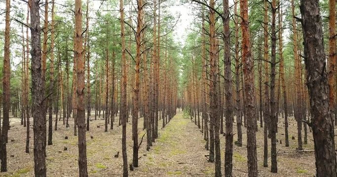 Rows of coniferous trees in the spring forest. 4K video, 240fps, 2160p.