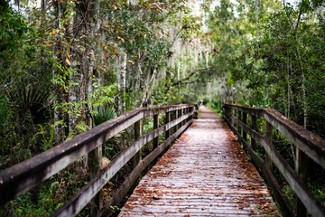 Fototapeta na wymiar wooden bridge in bayou with squirrel