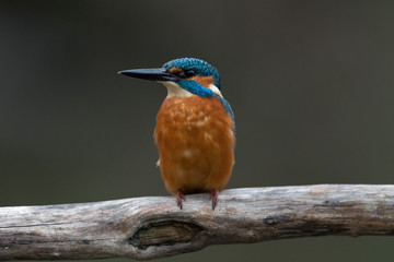 Eisvogel