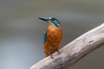Eisvogel