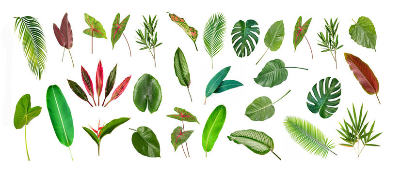 Collection of different Tropical leaves isolated on white background.