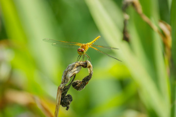 dragonfly on leaf