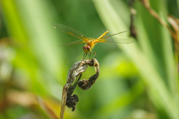 dragonfly on leaf