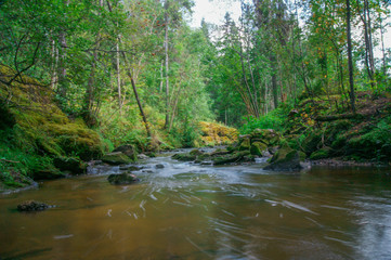 Obraz premium river in forest