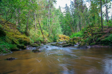 Obraz premium river in the forest