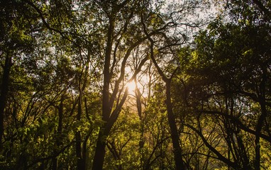 Atardecer de luces doradas en los bosques de ciudad de mexico