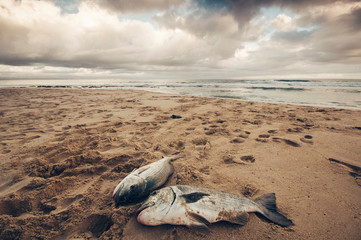 Fresh sea bass are fished in soiuth african coast
