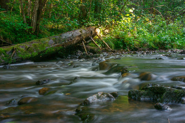stream in forest