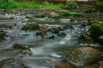 stream in forest