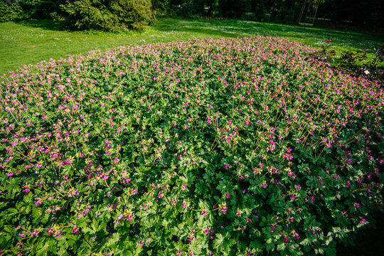 Flowering Pelargonium graveolens mint-scented geranium in densely planted oval flowerbed in a park in summer