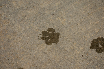 footprint of  DOG