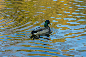 duck in pond