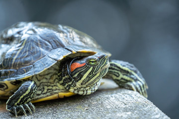 Red-Eared Slider Turtle (trachemys script elegans) sunning himself.