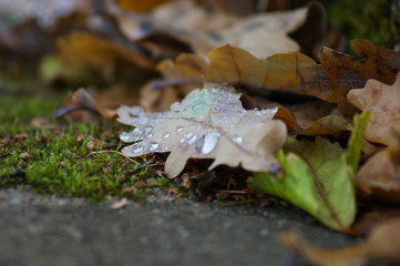 autumn leaves on the ground