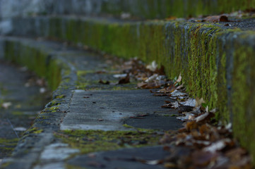 stream in the forest