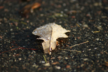 autumn leaves on the ground
