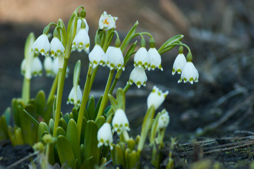 Obraz premium snowdrops in the forest
