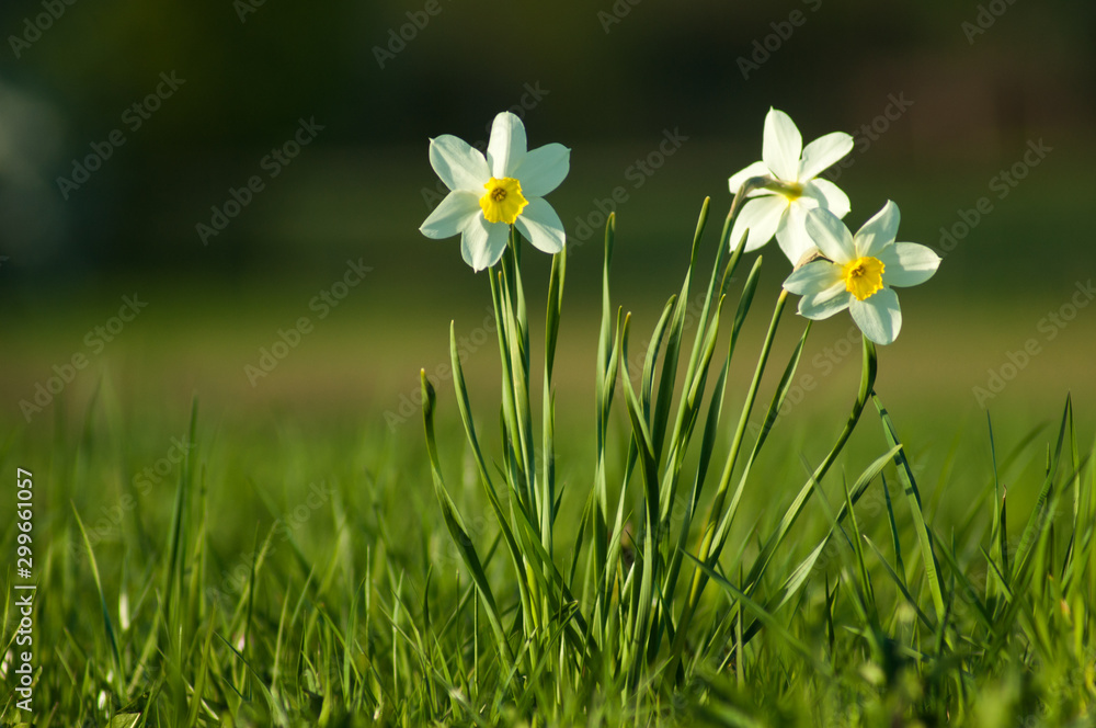 Wall mural white flowers in green grass