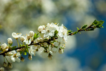 flowers of cherry
