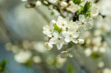 white flowers of cherry tree