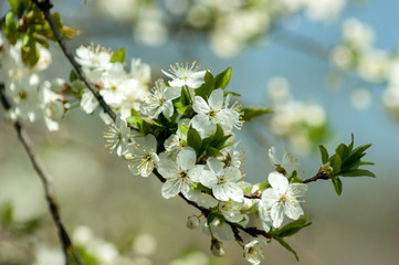 white flowers of cherry tree