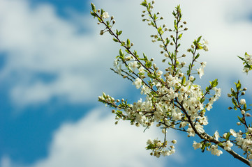 branch of cherry tree