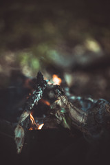  огонь, дрова,  кемпинг, горение, деревья, мангал,   тлеющий, ясень, угли, текстура, весна, размытость,  ветки, лес, 