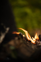  огонь, дрова,  кемпинг, горение, деревья, мангал,   тлеющий, ясень, угли, текстура, весна, размытость,  ветки, лес, 
