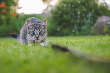 cat in grass