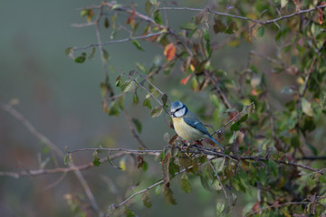 Blaumeise
