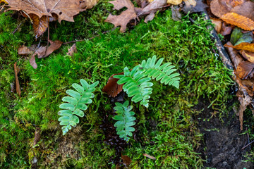 Christmas Fern on the Forrest Floor.