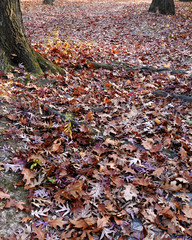 fallen acorns and leaves of oak litter the ground