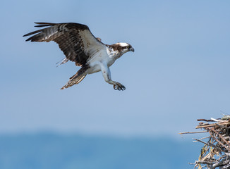 An Osprey preparing to land in its nest.