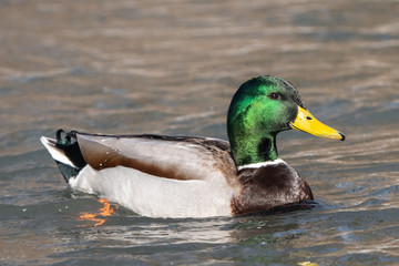 Male Mallard Duck (Anas platyrhynchos) swimming in creek.